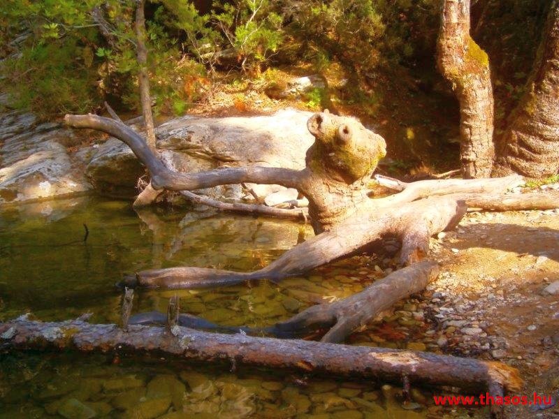 Az öreg falu, a vén platán és a folyók meséje